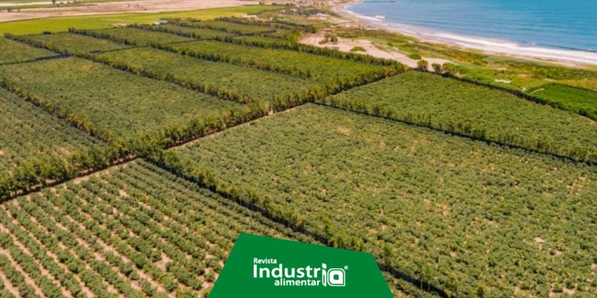 Chavimochic III sumará 63,000 hectáreas a la actividad agrícola y creará 150,00 empleos Revista Industria Alimentaria